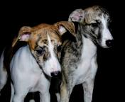 WHIPPET Welpen mit VDH-FCI-WCD Papieren