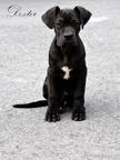 Cane Corso welpen FCI pedigree - freundlicher preis