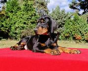 Doberman - Welep mit PP