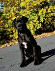 Cane Corso welpen FCI pedigree - freundlicher preis