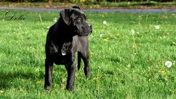 Cane Corso welpen FCI pedigree - freundlicher preis