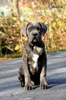 Cane Corso welpen FCI pedigree - freundlicher preis