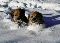 Fotos vom ersten Schnee