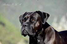 Cane Corso welpen FCI pedigree