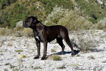 Cane Corso welpen FCI pedigree