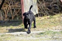 Cane Corso welpen FCI pedigree