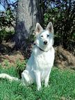 Weiße Schweizer Schäferhund Welpen zu verkaufen