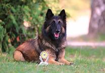 Ervueren Belgischer Schäferhund Welpe mit FCI-Dokumenten
