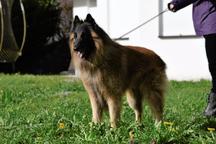 Ervueren Belgischer Schäferhund Welpe mit FCI-Dokumenten
