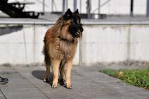 Ervueren Belgischer Schäferhund Welpe mit FCI-Dokumenten