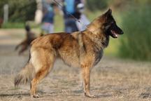 Ervueren Belgischer Schäferhund Welpe mit FCI-Dokumenten