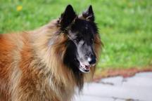 Ervueren Belgischer Schäferhund Welpe mit FCI-Dokumenten