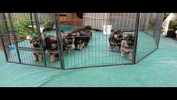 Deutsche Schäferhundwelpen