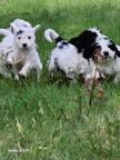 Spanische Wasserhund Welpen reinrassig