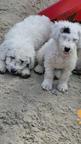 Spanische Wasserhund Welpen reinrassig