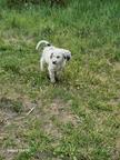 Spanische Wasserhund Welpen reinrassig