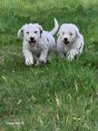 Spanische Wasserhund Welpen reinrassig
