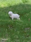 Spanische Wasserhund Welpen reinrassig
