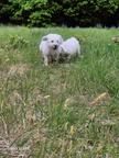 Spanische Wasserhund Welpen reinrassig