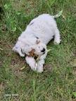 Spanische Wasserhund Welpen reinrassig