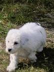 Spanische Wasserhund Welpen reinrassig