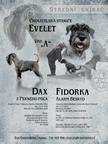 Standard Schnauzer Pfeffer und Salz