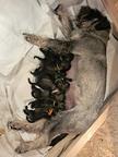 Standard Schnauzer Pfeffer und Salz