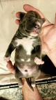 American Staffordshire Terrier - American Bully - AmStaff AmBull - Welpen Blueline