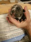 American Staffordshire Terrier - American Bully - AmStaff AmBull - Welpen Blueline