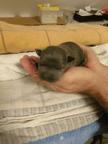 American Staffordshire Terrier - American Bully - AmStaff AmBull - Welpen Blueline