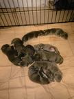 American Staffordshire Terrier - American Bully - AmStaff AmBull - Welpen Blueline