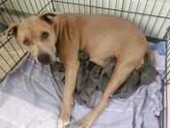 American Staffordshire Terrier - American Bully - AmStaff AmBull - Welpen Blueline