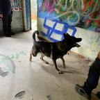 Deutsche Schäferhündin sucht zuhause