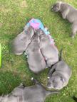 American Bully - American Staffordshire Terrier - Blueline