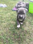 American Bully - American Staffordshire Terrier - Blueline