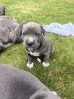 American Bully - American Staffordshire Terrier - Blueline