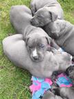 American Bully - American Staffordshire Terrier - Blueline