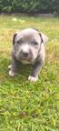American Bully - American Staffordshire Terrier - Blueline
