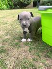 American Bully - American Staffordshire Terrier - Blueline