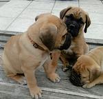 Bullmastiff Welpen-Show Qualität
