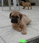 Bullmastiff Welpen-Show Qualität