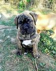 Bullmastiff Welpen-Show Qualität