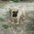 Bullmastiff Welpen-Show Qualität