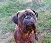 Bullmastiff Welpen-Show Qualität
