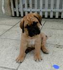 Bullmastiff Welpen-Show Qualität