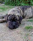 Bullmastiff Welpen-Show Qualität