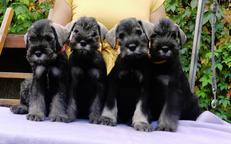 Mittel Schnauzer Pfeffer und Salz