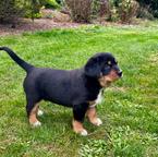 Großer Schweizer Sennenhund