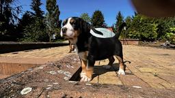 Großer Schweizer Sennenhund