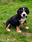 Großer Schweizer Sennenhund
